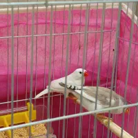 جفت فنچ مولد|پرنده|بوکان, |دیوار