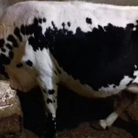 یک عددگاو دورگه با یک گوساله نر سمینتال هشت ماهه|حیوانات مزرعه|بلبان آباد, |دیوار