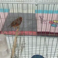 قناری|پرنده|اهواز, کوی جواهری|دیوار