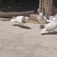 کفتر|پرنده|مشهد, بهمن|دیوار