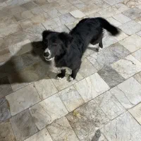 سگ تریر مشکی|سگ|تهران, والفجر|دیوار