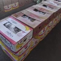 کارتن موز ی۳۰۰۰۰|ابزارآلات|بیرجند, |دیوار