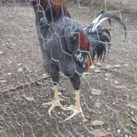 لاری اصیل|حیوانات مزرعه|حویق, |دیوار