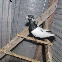 کبوتر پرشی|پرنده|رامسر, |دیوار