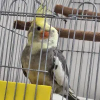 عروس هلندی نر سخنگو