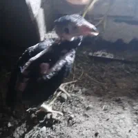 ۴عدد جوجه لاری ۳تا سیاه یکی صابونی