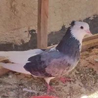 کفتر کبوتر شازده