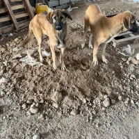 سگ نگهبان عراقی|سگ|اردبیل, |دیوار