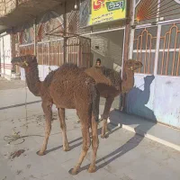 جونگ شتر زهک|حیوانات مزرعه|جزنیک, |دیوار