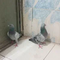 کفتر|پرنده|بم, |دیوار