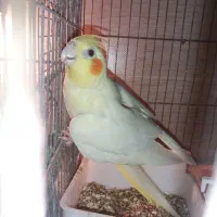 عروس هلندی ماده کارداده ۱۵۰۰