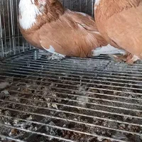 کبوتر بخارا|پرنده|اصفهان, ارغوانیه|دیوار