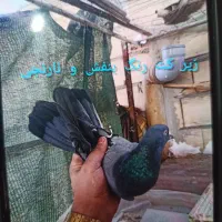 کفتر گمشده|حیوانات|قم, زند آباد|دیوار