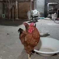 سلام 2عدد خروس جوان یکسال شونم نشده