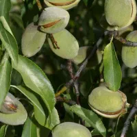 فردس نهال تضمینی|گل و گیاه طبیعی|اصفهان, امامزاده اسماعیل|دیوار