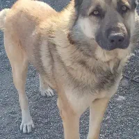 سگ نگهبان ۵ساله واسیناسون شده شناسنامه دار