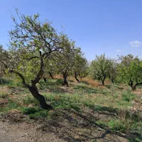 باغ بادام مامائی|فروش دفتر صنعتی، کشاورزی، تجاری|زاینده رود, |دیوار