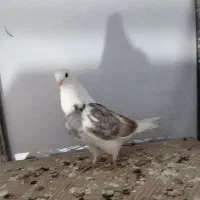 کبوتر|پرنده|ایوان, |دیوار