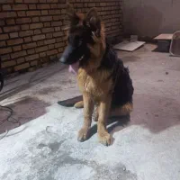 سگ ژرمن اصل اصل|سگ|آبادان, |دیوار