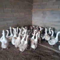 غاز لیندا و خاکستری و غاز محلی همه سالم و چاق|حیوانات مزرعه|سیمین شهر, |دیوار