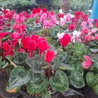 سیکلامن نگون سار|گل و گیاه طبیعی|تهران, عباس‌آباد|دیوار