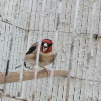 سهره جوجه قفس دستی