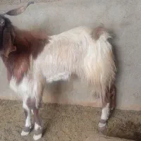 پازن گوشتی زیر قیمت|حیوانات مزرعه|سعدآباد, |دیوار