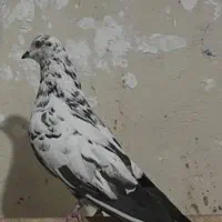 کبوتر  شغالی گمشده