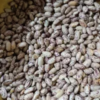 فروش لوبیا چیتی|خوردنی و آشامیدنی|بندرعباس, |دیوار