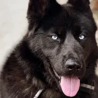 سگ ژرمن خاص