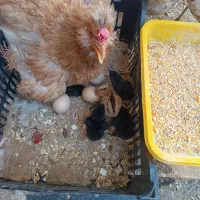 مرغ رسمی تخم گذار