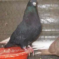 کبوتر رنگی کفتر درجه ۱|پرنده|عسلویه, |دیوار