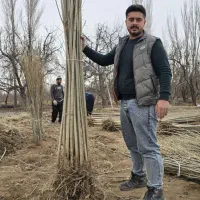 صنوبر سرمایه گذاری در آینده نزدیک