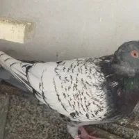 کفتر پلنگ افغانی و طاووسی|پرنده|مشهد, امیریه|دیوار