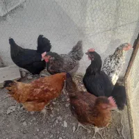 مرغ تخم گذار