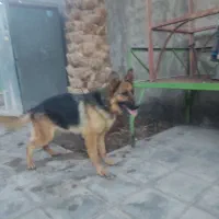 سگ ژرمن شپرد پا خرگوشی