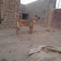 سگ محلی|خدمات آموزشی|رزن, |دیوار