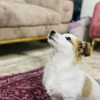 توله شیتزو|سگ|مشهد, مشکینی (شهرک غرب)|دیوار