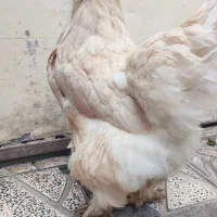 تخم نطفه دار برهما