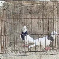 کلفه جفت|پرنده|اردبیل, |دیوار