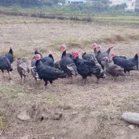 بوقلمون|حیوانات مزرعه|چوبر, |دیوار