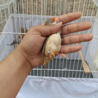 زبرا انگلیسی زبرا اروپائی فنچ درشت مولد