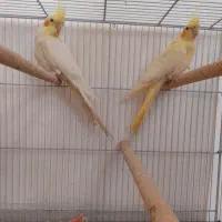 فروش عروس هلندی