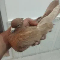 کبوتر