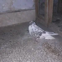 کفتر|پرنده|قم, صدوق|دیوار