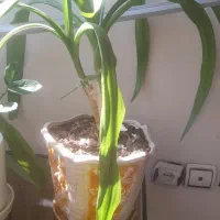 فروش گل وکاکتوس