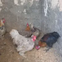 مرغ وخروس محلی جوجه ۳ ماهه هست ۲۰۰ تومان