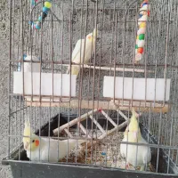 عروس هلندی ومرغ مینا