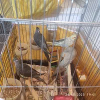 جوجه عروس هلندی دانه خور۳ ماهه سرحال و سالم خانگی|پرنده|تهران, صد دستگاه|دیوار