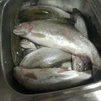 ماهی قزل آلا درجه یک رودخانه ای